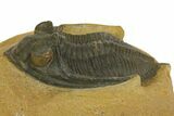 Bargain, Zlichovaspis Trilobite - Atchana, Morocco #137275-1
